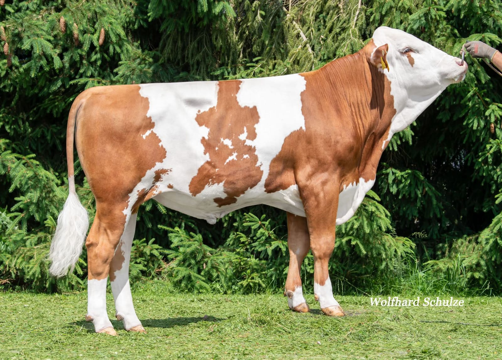 Fleckvieh Cattle