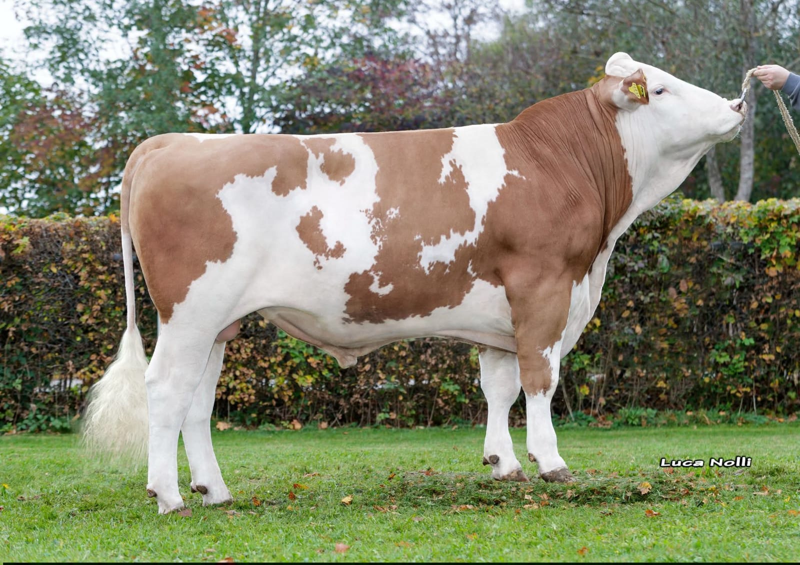 Ndama Breeders Farm